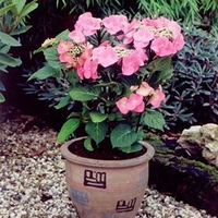 Hydrangea m. 