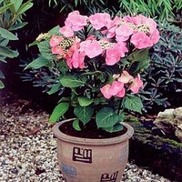 Hydrangea m. 