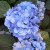 Hydrangea macrophylla Blue