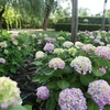 Hydrangea Macrophylla Endless Summer - The Original