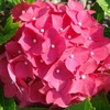 Hydrangea Macrophylla Leuchtfeuer