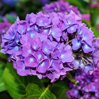 Hydrangea macrophylla Mauve