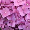 Hydrangea macrophylla Pink