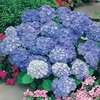 Hydrangea macrophylla Plant - Blaue Donau (Blue Danube)