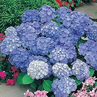 Hydrangea macrophylla Plant - Blaue Donau (Blue Danube)