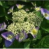 Hydrangea macrophylla Plant - Blaumeise