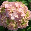 Hydrangea macrophylla Plant - Bouquet Rose