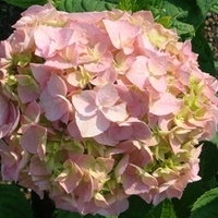 Hydrangea macrophylla Plant - Bouquet Rose