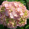 Hydrangea macrophylla Plant - Bouquet Rose