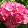 Hydrangea macrophylla Plant - King George V