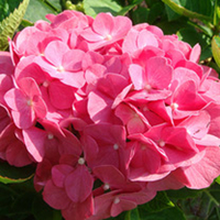 Hydrangea macrophylla Plant - King George V