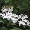 Hydrangea macrophylla Plant - Lanarth White