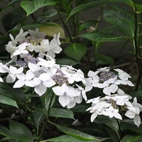 Hydrangea macrophylla Plant - Lanarth White