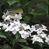Hydrangea macrophylla Plant - Lanarth White