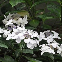 Hydrangea macrophylla Plant - Lanarth White