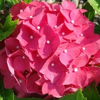 Hydrangea macrophylla Plant - Leuchtfeuer