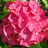 Hydrangea macrophylla Plant - Leuchtfeuer