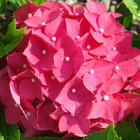 Hydrangea macrophylla Plant - Leuchtfeuer