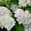 Hydrangea macrophylla Plant - Madame Emile Mouillère