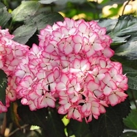 Hydrangea macrophylla Plant - Mirai