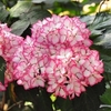 Hydrangea macrophylla Plant - Mirai®