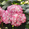 Hydrangea macrophylla Plant - Mirai