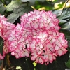 Hydrangea macrophylla Plant - Mirai®