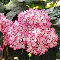 Hydrangea macrophylla Plant - Mirai®