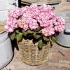 Hydrangea macrophylla Plant - Miss Saori