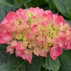 Hydrangea macrophylla Plant - Red Baron