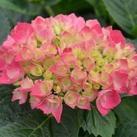Hydrangea macrophylla Plant - Red Baron