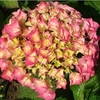 Hydrangea macrophylla Plant - Rosita