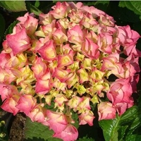 Hydrangea macrophylla Plant - Rosita