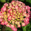 Hydrangea macrophylla Plant - Rosita