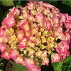 Hydrangea macrophylla Plant - Rosita