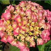 Hydrangea macrophylla Plant - Rosita