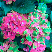Hydrangea macrophylla Plant - Schloss Wackerbarth