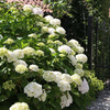 Hydrangea macrophylla Plant - 