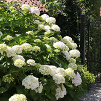 Hydrangea macrophylla Plant - 
