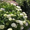 Hydrangea macrophylla Plant - 