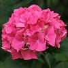 Hydrangea macrophylla Red