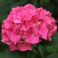 Hydrangea macrophylla Red