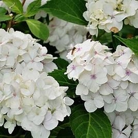 Hydrangea macropylla Plant - Madame Emile Mouillère