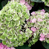 Hydrangea Magical Amethyst