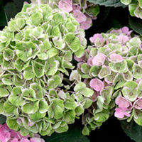 Hydrangea Magical Amethyst