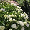 Hydrangea marcophylla Plant - Soeur Thérèse