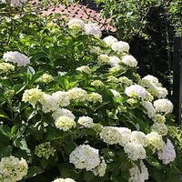 Hydrangea marcophylla Plant - Soeur Thérèse