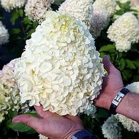 Hydrangea pan. Hercules