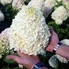 Hydrangea pan. Plant - Hercules