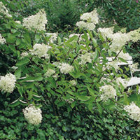 Hydrangea Paniculata Limelight